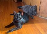 Peter and Spencer - Nebelung Kitten For Sale