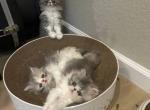 Persian kittens - Persian Kitten For Sale - 