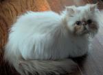 Cream point boy - Himalayan Kitten For Sale - RI, US