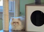 Cream point boy 2 - Himalayan Kitten For Sale - RI, US