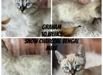 Graham - Bengal Kitten For Sale - ME, US