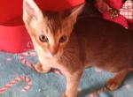 Ruddy Female Brandywine I Am Ready Now - Abyssinian Kitten For Sale - Plymouth, WI, US