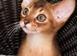 Marusya - Abyssinian Kitten For Sale - Palm Coast, FL, US