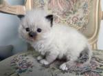 Ragdoll Seal Point Brother & Sister - Ragdoll Kitten For Sale - 