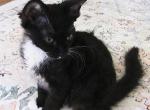 Captain Tuxedo LaPerm - LaPerm Kitten For Sale