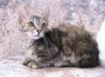 Courtney Short legged LaPerm - LaPerm Kitten For Sale