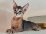 Urmas - Abyssinian Kitten For Sale