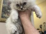Devinity Persian Girls - Persian Kitten For Sale - 