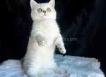 Victorville CA Cathy silver munchkin short leg - Munchkin Kitten For Sale - CA, US
