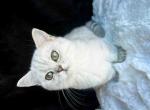 Victorville CA Candy silver munchkin short leg - Munchkin Kitten For Sale - CA, US