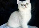 Victorville CA Chester silver shaded british boy - British Shorthair Kitten For Sale - CA, US