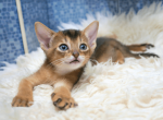 Bruno - Abyssinian Kitten For Sale - Palm Coast, FL, US