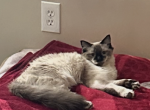 Dora - Himalayan Cat For Adoption - Troy, NY, US