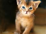 Sultan - Abyssinian Kitten For Sale - Palm Coast, FL, US