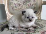 British Shorthair Seal Point Male Kitten - British Shorthair Kitten For Sale - 