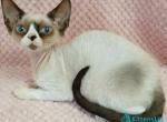 Idgie - Devon Rex Kitten For Sale - 