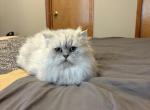 Tim - Persian Kitten For Sale