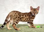 Zuri - Bengal Kitten For Sale - 