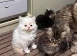 Maine coon Persian mix - Maine Coon Kitten For Sale - W Bloomfield, MI, US