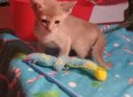 Fantastic Fawn and Blue Boy - Abyssinian Kitten For Sale - Plymouth, WI, US