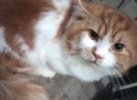 Breeding pair - Munchkin Cat For Sale - Houston, TX, US