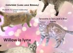 Bengal long hairs aka cashmere - Bengal Cat For Adoption - 