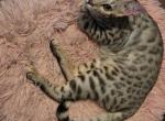 Baby Boy Silver Dark Blue - Bengal Kitten For Sale - Putnam, CT, US