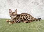 Rafi - Bengal Kitten For Sale - 