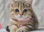 Jesse - Munchkin Kitten For Sale - Norwalk, CT, US