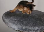 Little man - Abyssinian Kitten For Sale - Palm Coast, FL, US