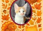 Chandler ON SALE - American Wirehair Kitten For Sale - Honey Brook, PA, US