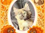 Morwenna ON SALE - American Wirehair Kitten For Sale - Honey Brook, PA, US