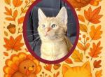 Joey ON SALE - American Wirehair Kitten For Sale - Honey Brook, PA, US