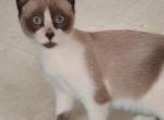 Sealpoint Snowshoe Boy with Blaze - Snowshoe Kitten For Sale - Walterboro, SC, US