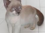 Bluepoint Brother - Snowshoe Kitten For Sale - Walterboro, SC, US