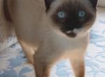 Sealpoint Brother - Snowshoe Kitten For Sale - Walterboro, SC, US