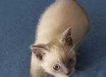 Only Blue Baby Girl - Snowshoe Kitten For Sale - Walterboro, SC, US