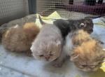 Exotic litter girls and boys - Exotic Kitten For Sale - 
