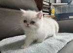 Exotic shorthair girl - Exotic Kitten For Sale - 
