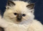 Himalayan Kittens - Himalayan Kitten For Sale - Cleveland, TN, US