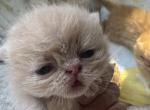 Exotic shorthair litter Christmas - Exotic Kitten For Sale - 