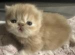 Lucy - Persian Kitten For Sale - Cumming, GA, US