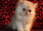 CFA Vanier Shaded Silver Persian kittens - Persian Cat For Sale - Argyle, TX, US