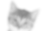 Patch - Domestic Cat For Adoption - Bronx, NY, US