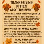 Mrs McCormick Profile Photo - Cat Lover