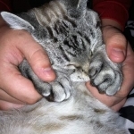 Craven Blues Hybrids Profile Photo - Breeder