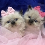 Jo Ann Profile Photo - Breeder