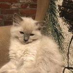 Elizabeth Morgan Profile Photo - Breeder
