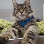 Kelley Profile Photo - Cattery
