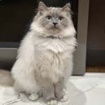 PacificSunriseCattery Profile Photo - Breeder
